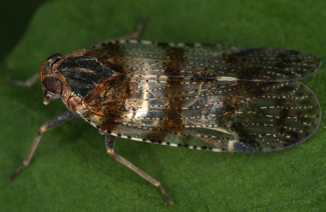 Gemeine Glasflügelzikade (Cixius nervosus) - © Gernot Kunz